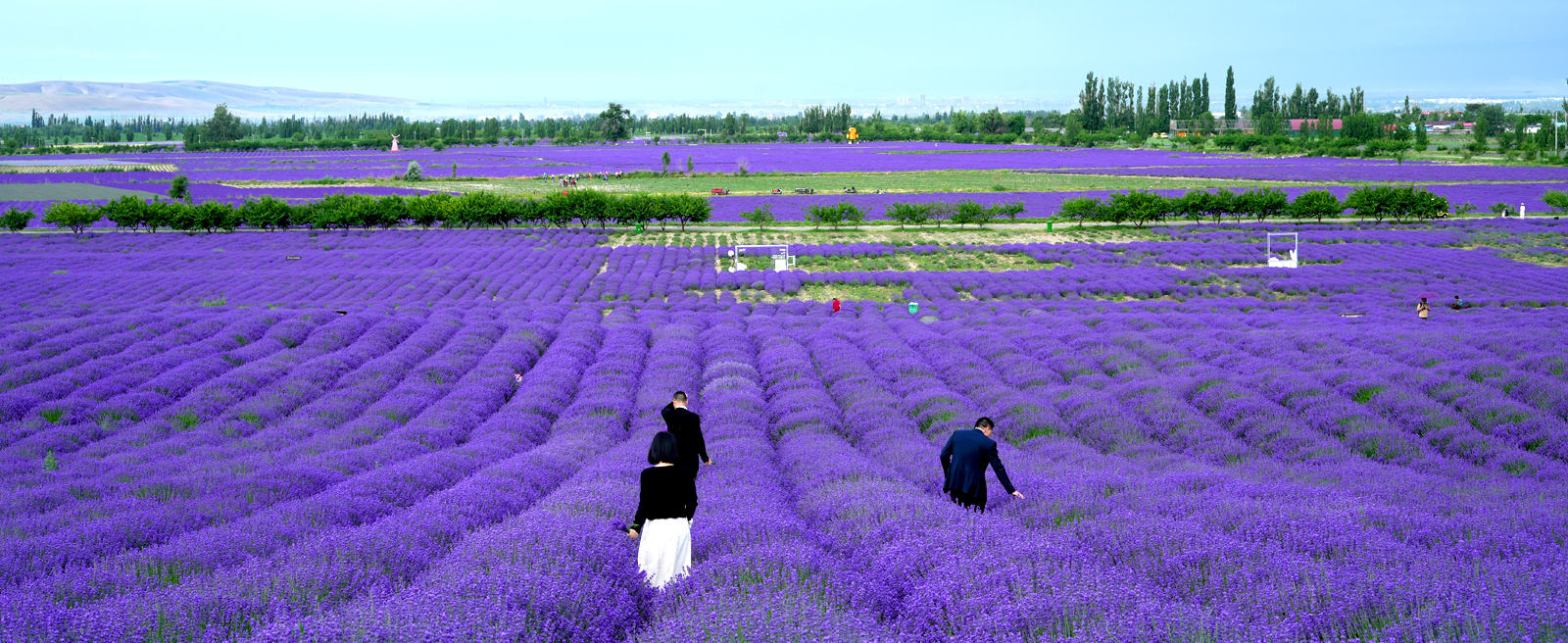 科研實力—原料培植區（1600×656px）